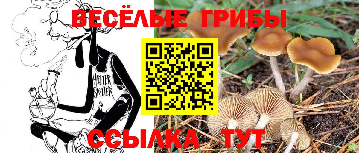 Галлюциногенные грибы Psilocybe Копейск